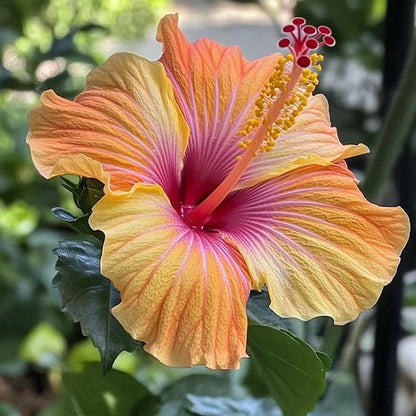 Hibiscus flower seeds