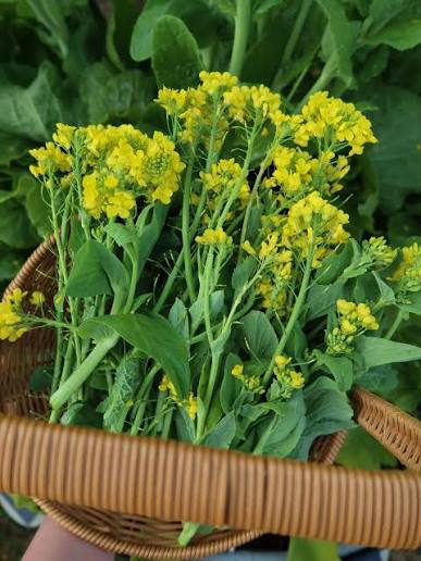 Vibrant Lettuce Plants in Home Vegeta