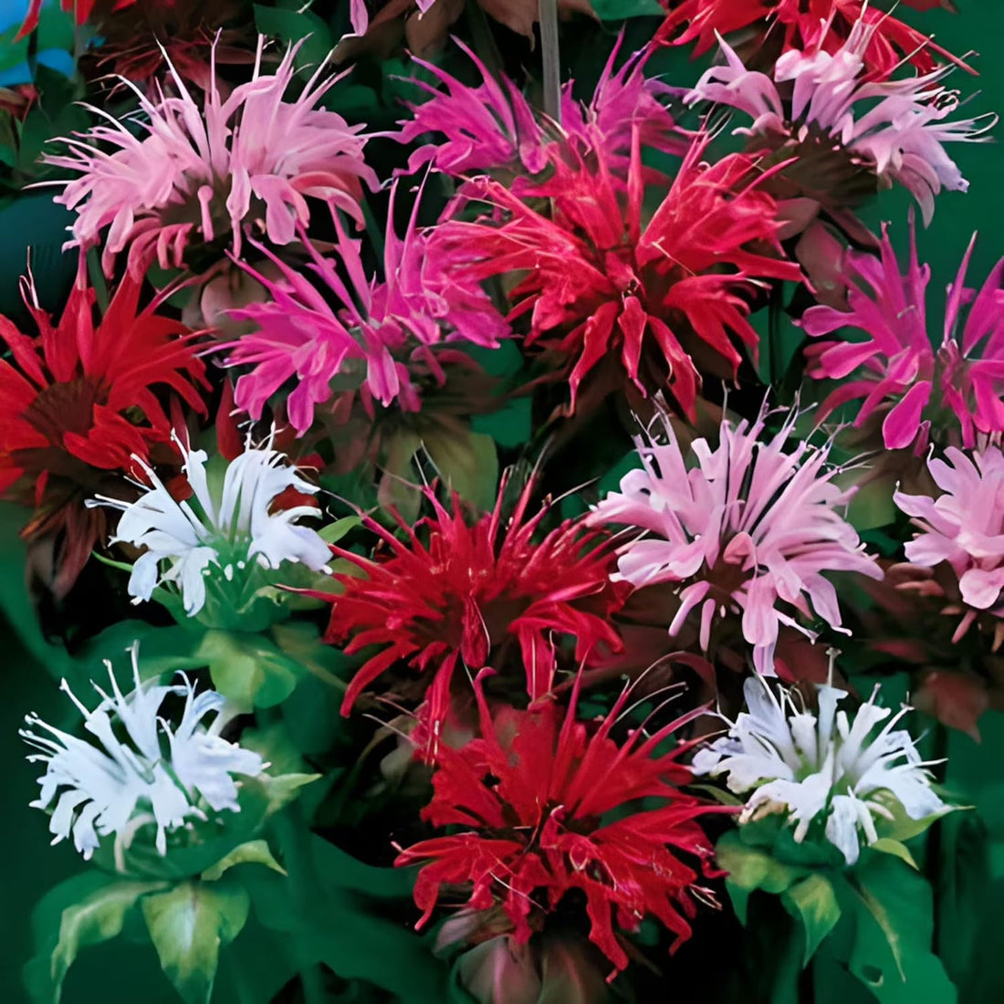 Flower flower seeds