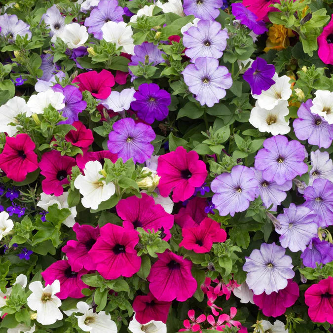 Multi Color flower seeds