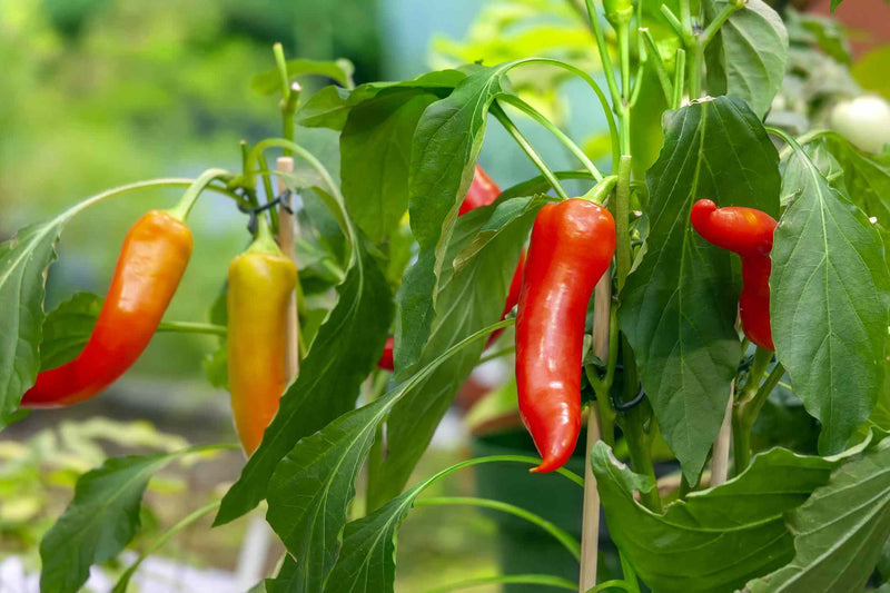 Pepper Vegetable Seeds for Planting – Heirloom Non-GMO Garden Seeds