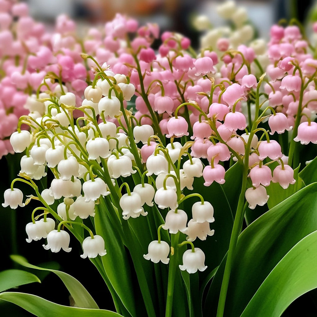 Pink Bell flower seeds