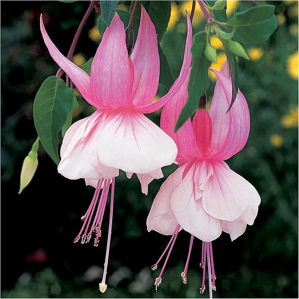 Pink Fuchsia flower seeds