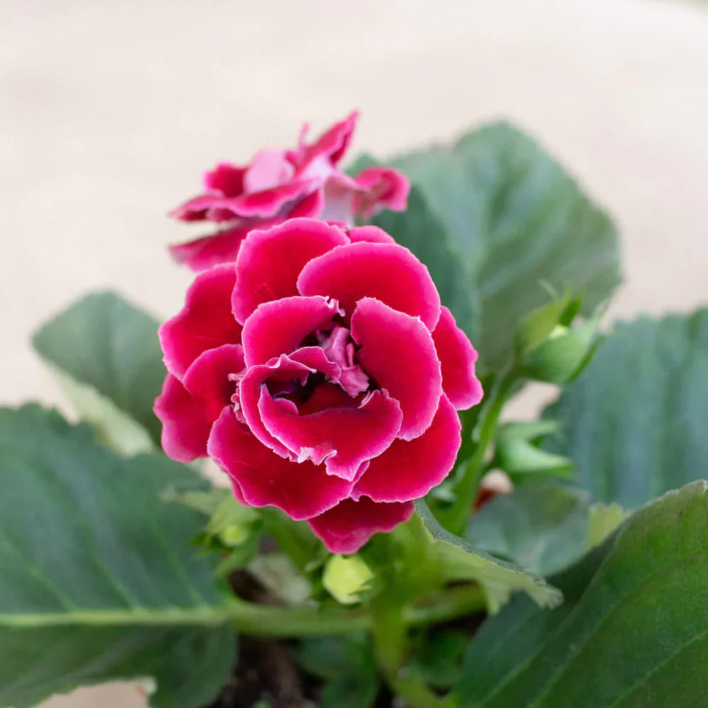Vibrant Pink flower seeds