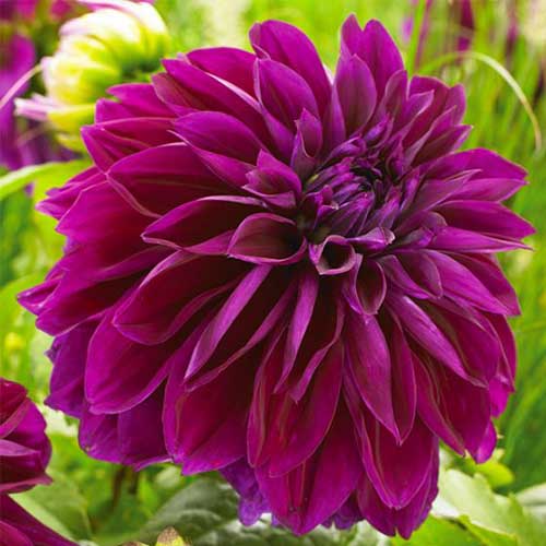 Purple Dahlia flower seeds