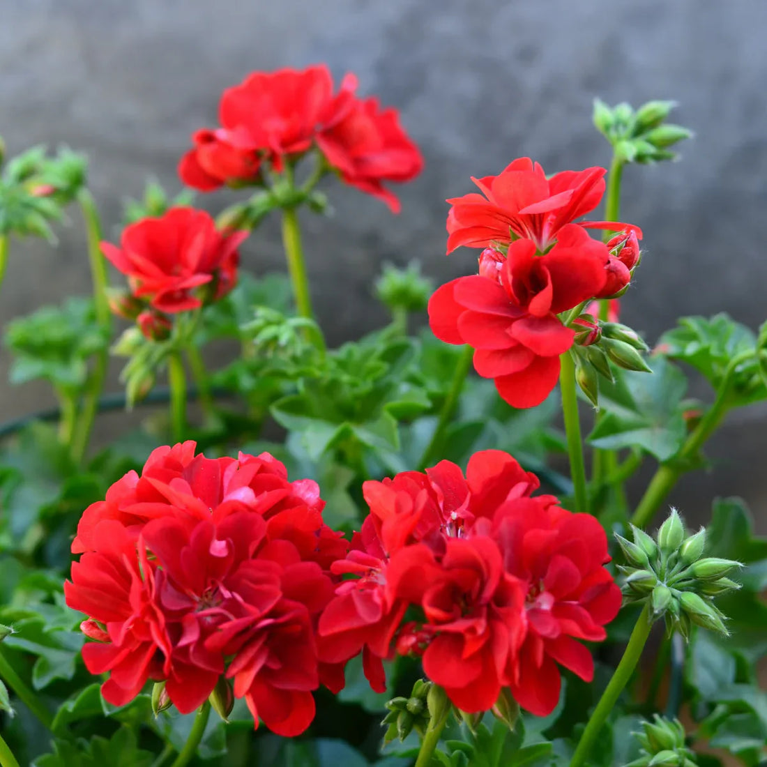 Red Geranium flower seeds
