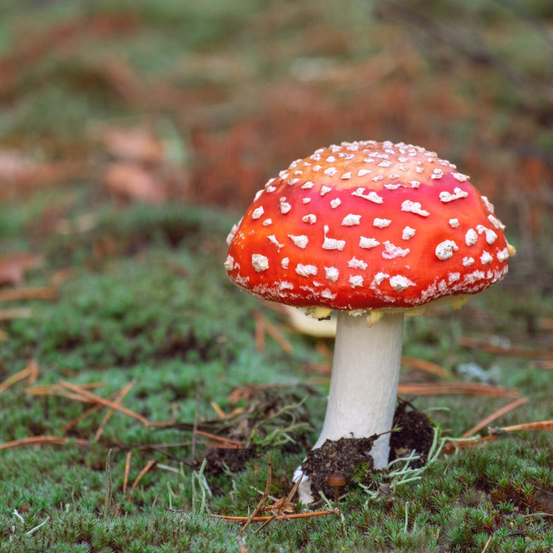 Red Mushroom Seeds for Planting – Heirloom Non-GMO Garden Seeds
