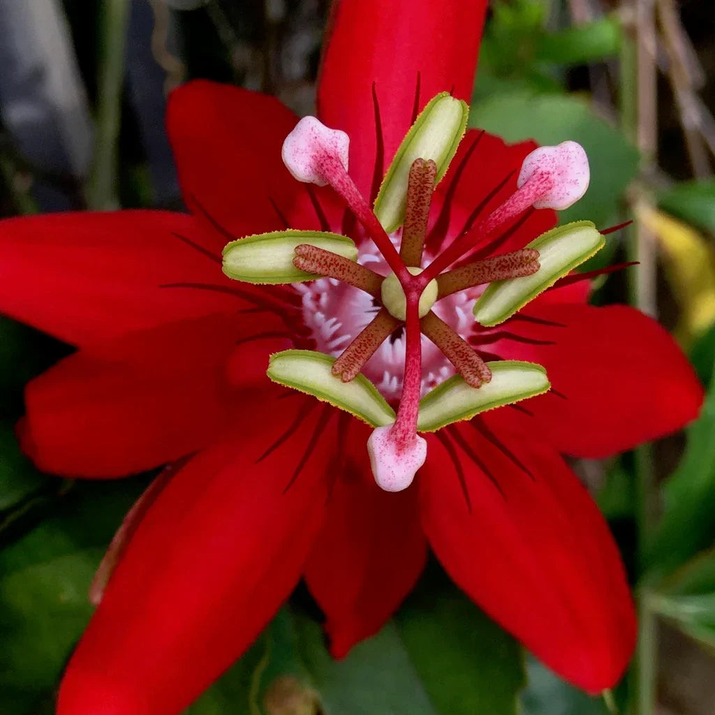Red Passion flower seeds