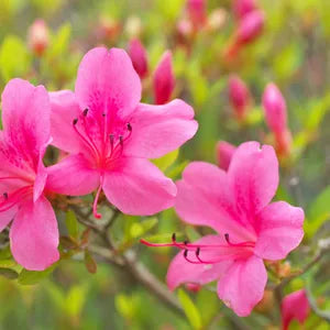 Rhododendron Azalea flower seeds