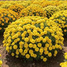 Bright yellow marigold flowers blooming in a sunny home garden
