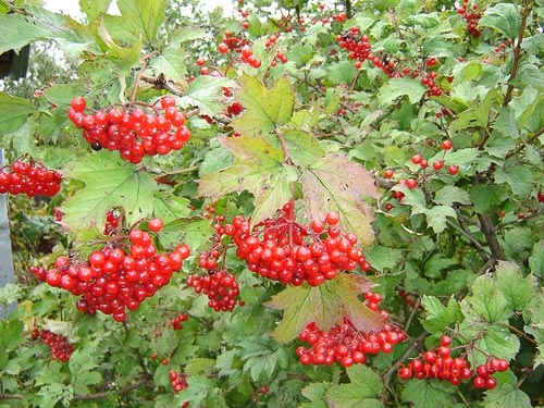European Cranberry Viburnum opulus Fruit Seeds for Planting – Heirloom Non-GMO Garden Seeds