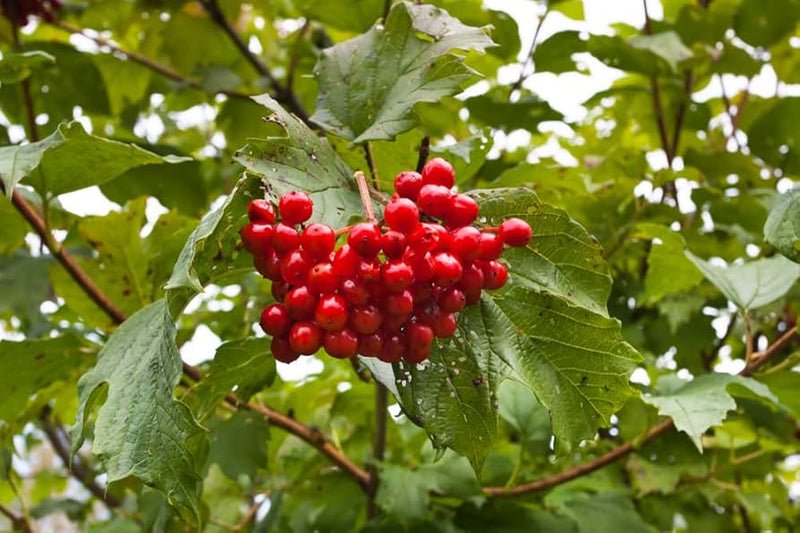 American High-Bush Cranberry Vaccinium corymbosum Fruit Seeds for Planting – Heirloom Non-GMO Garden Seeds