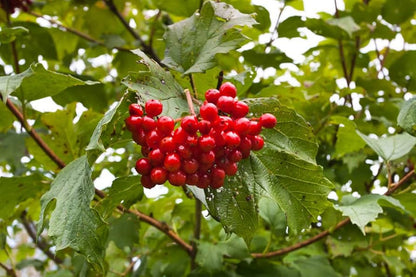 American High-Bush Cranberry Vaccinium corymbosum Fruit Seeds for Planting – Heirloom Non-GMO Garden Seeds