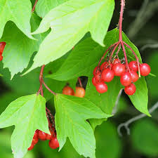 Wentworth High-Bush Cranberry Vaccinium corymbosum Fruit Seeds for Planting – Heirloom Non-GMO Garden Seeds