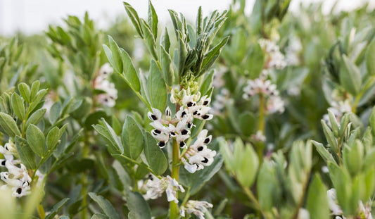 Broad Bean Seeds