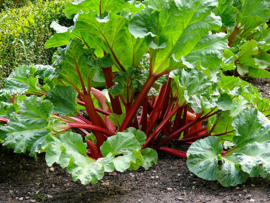 victoria rhubarb seeds