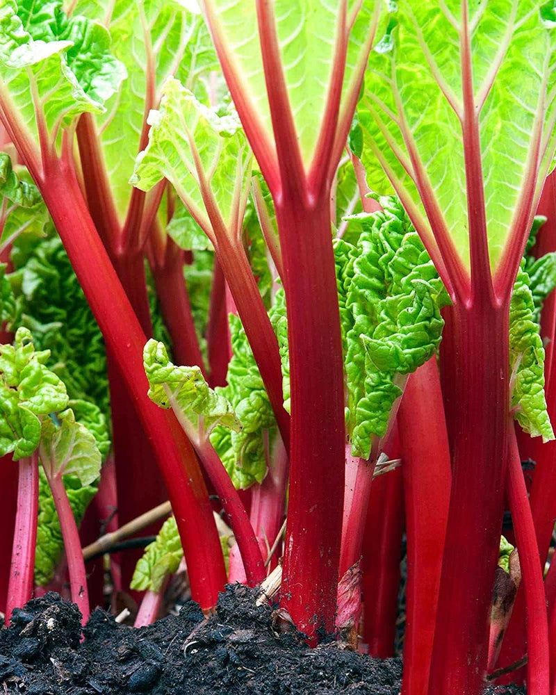 Victoria Rhubarb Vegetable Seeds for Planting – Heirloom Non-GMO Garden Seeds