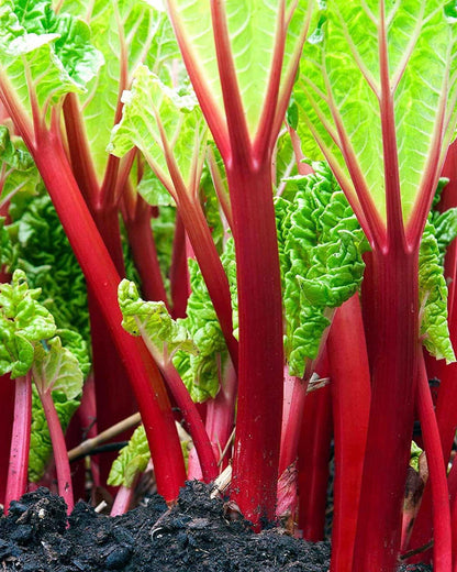 Victoria Rhubarb Vegetable Seeds for Planting – Heirloom Non-GMO Garden Seeds