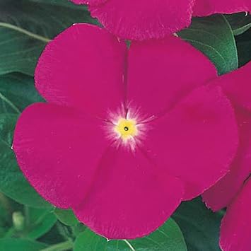 Vinca Victory flower seeds