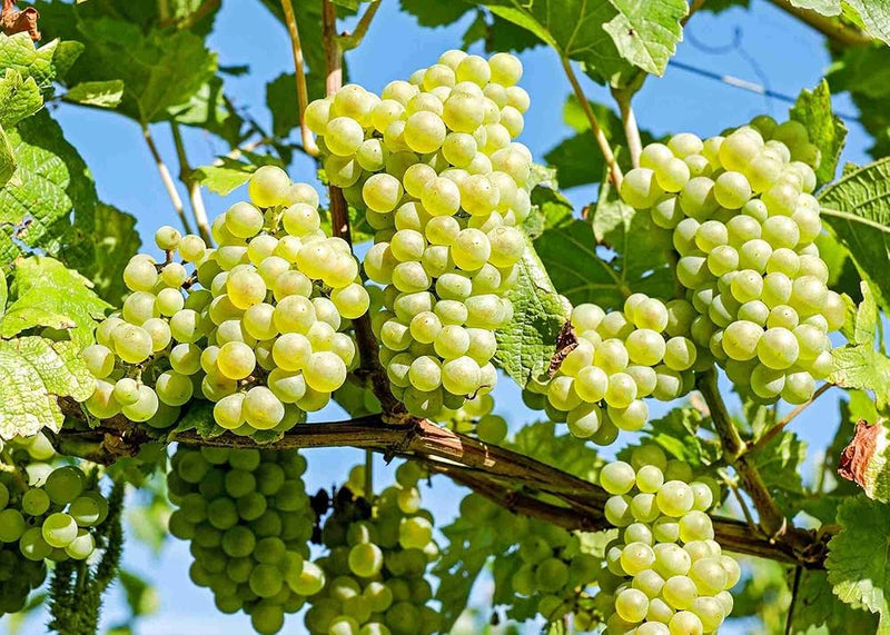 White Muscat Grape Fruit Seeds for Planting – Garden Grape Seeds