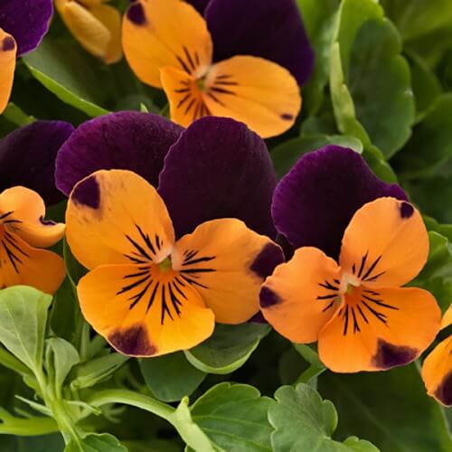 Orange Violet Pansy plant