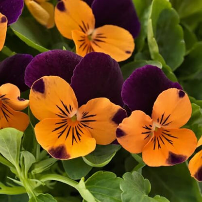 Orange Violet Pansy plant
