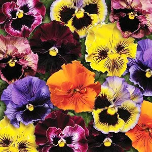 Real Pansy flower seeds