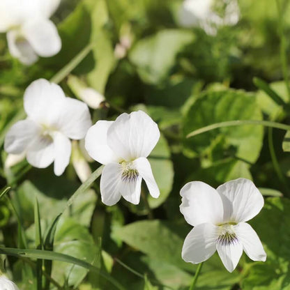 Wildflower Mix Viola plant
