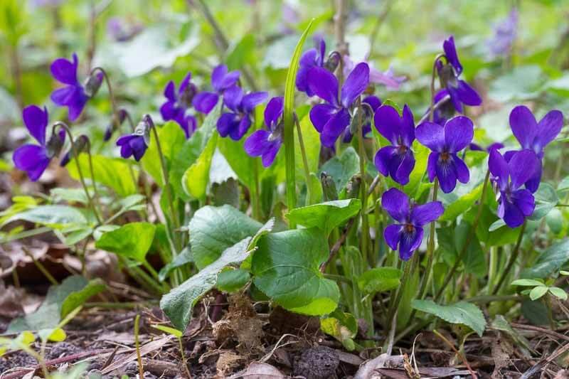 Purple Violet plant