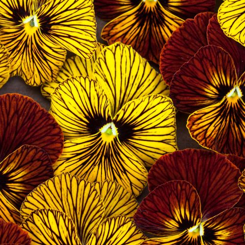 Tiger Eye flower seeds