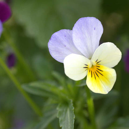 Pansy Viola tricolor plant