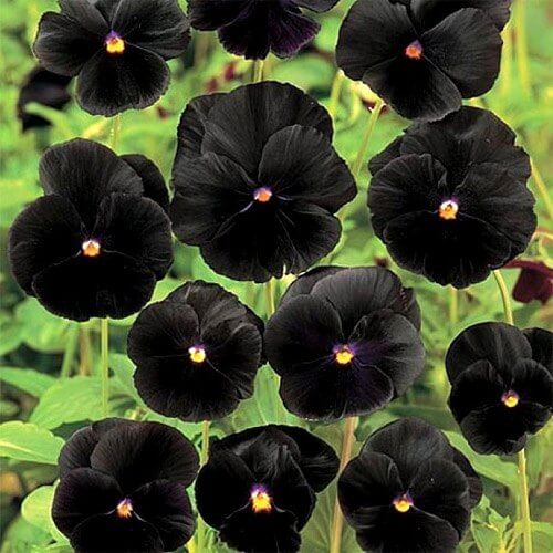 Collection Black Pansy plant