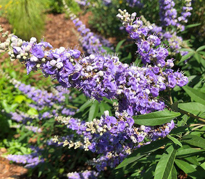 Violet Agnus flower seeds