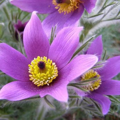 Violet Anemone flower seeds