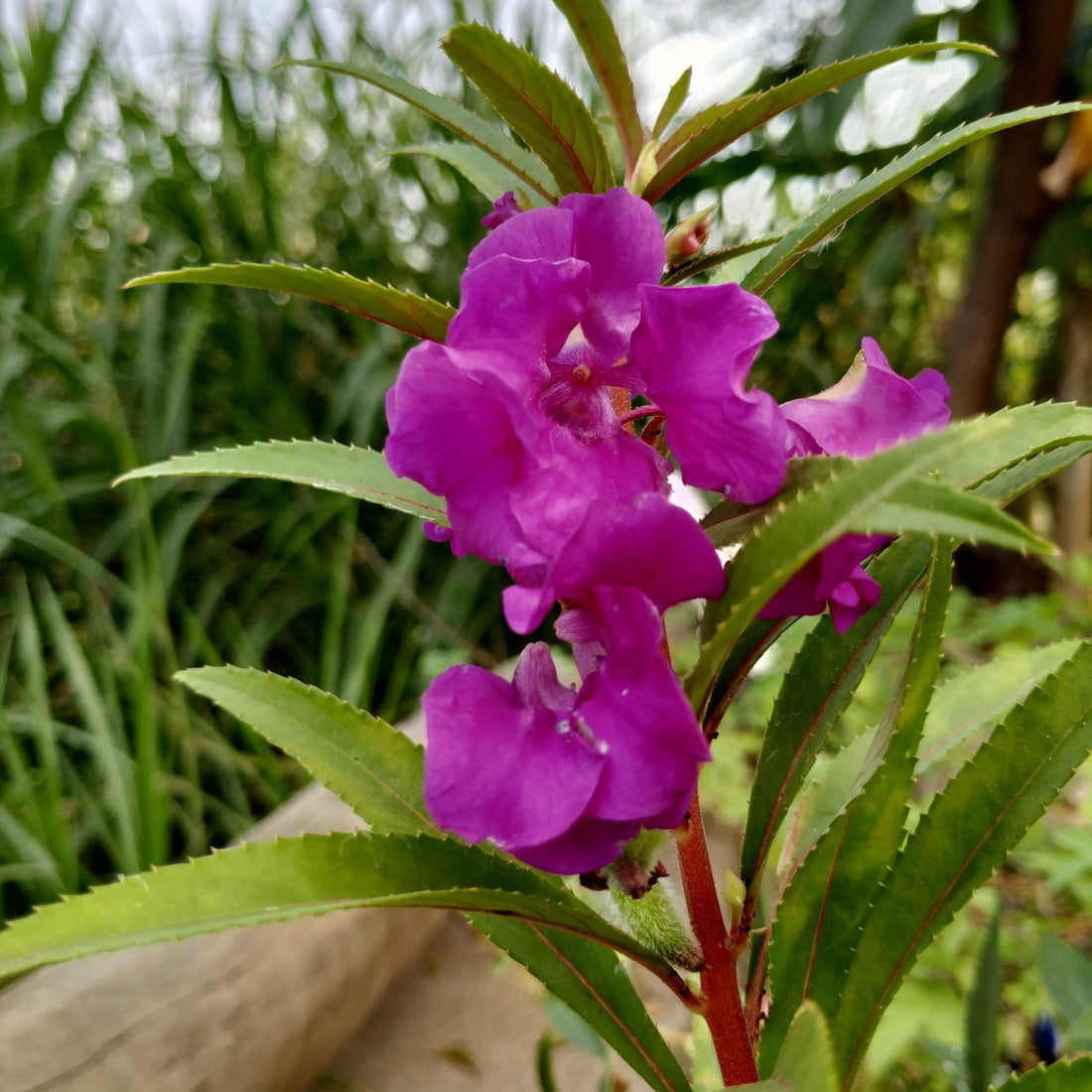 Violet Balsam flower seeds