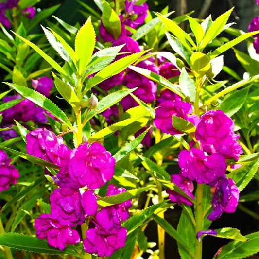 Violet Balsamine flower seeds