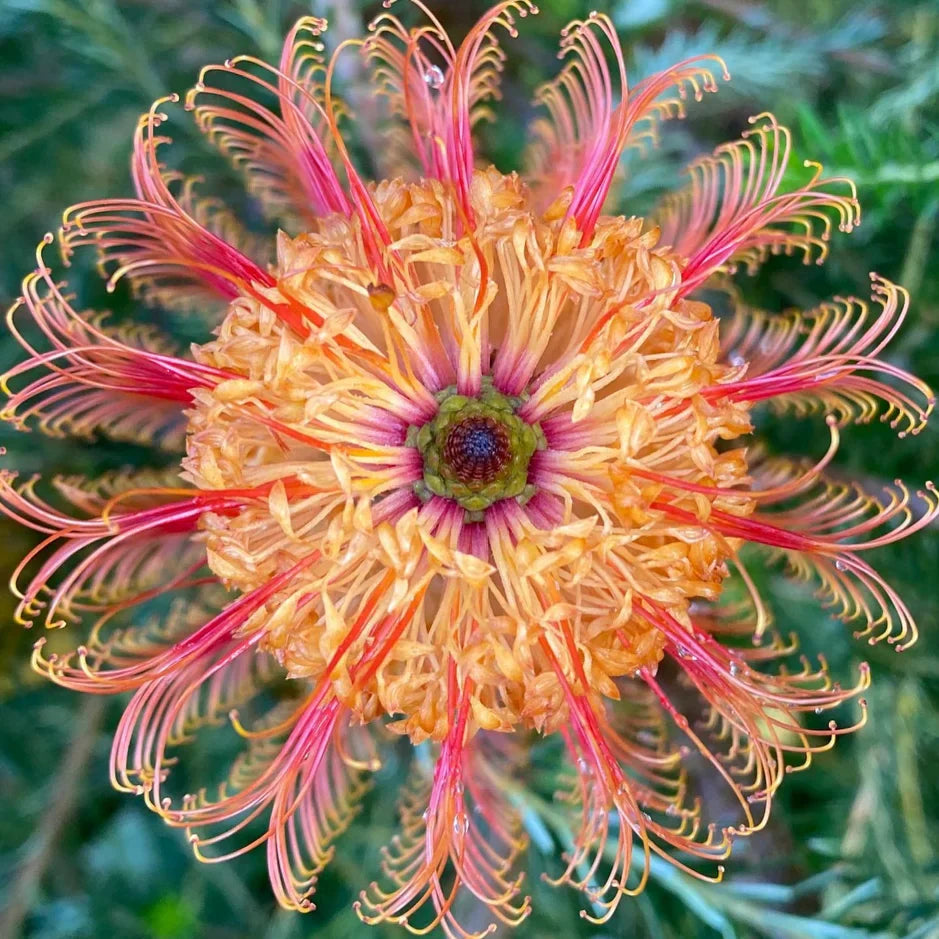 Violet Banksia flower seeds