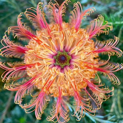 Violet Banksia flower seeds