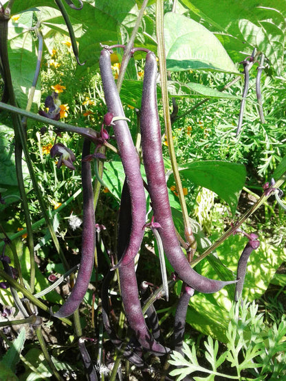 Purple Bean Seeds