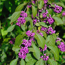 Violet Beautyberry Fruit Seeds for Planting with Vibrant Violet Berry Clusters