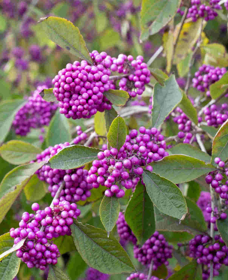 Violet Beautyberry Fruit Seeds for Planting with Vibrant Violet Berry Clusters