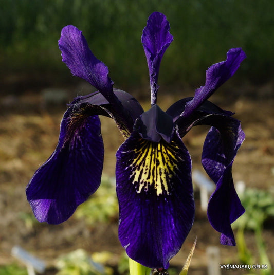 Violet Bulleyana flower seeds