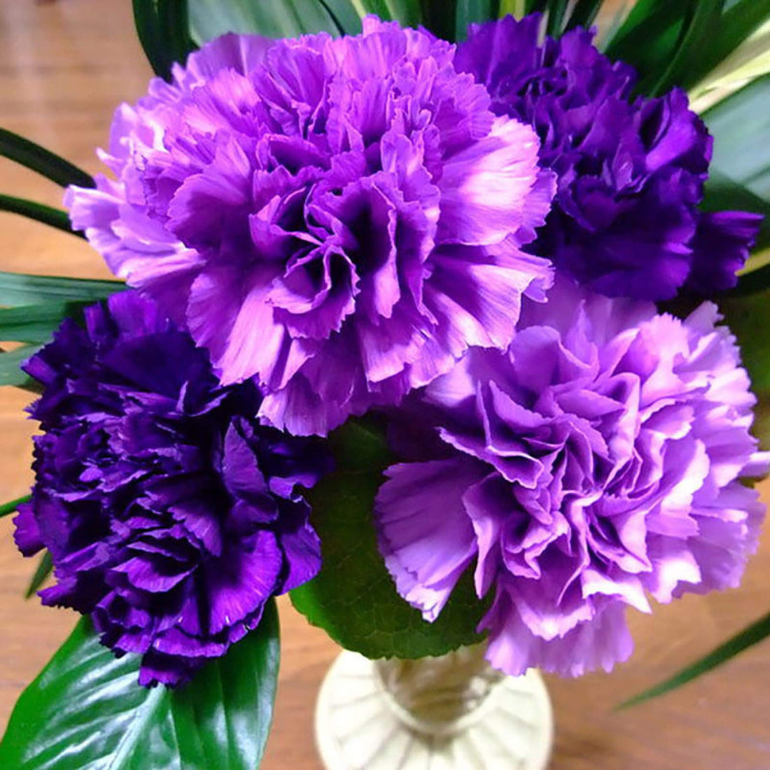 Violet Carnation flower seeds