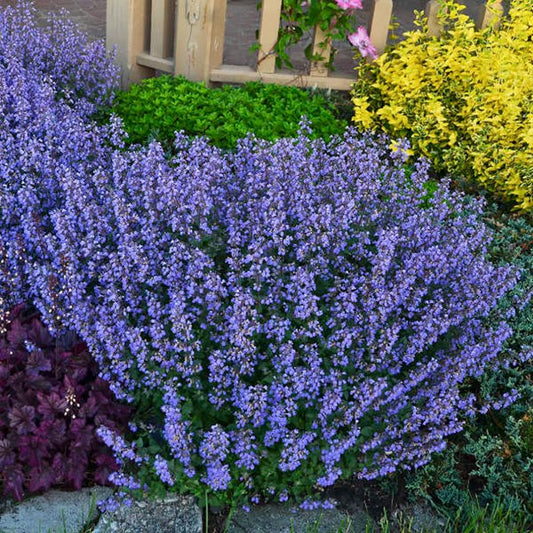 Violet Catmint flower seeds
