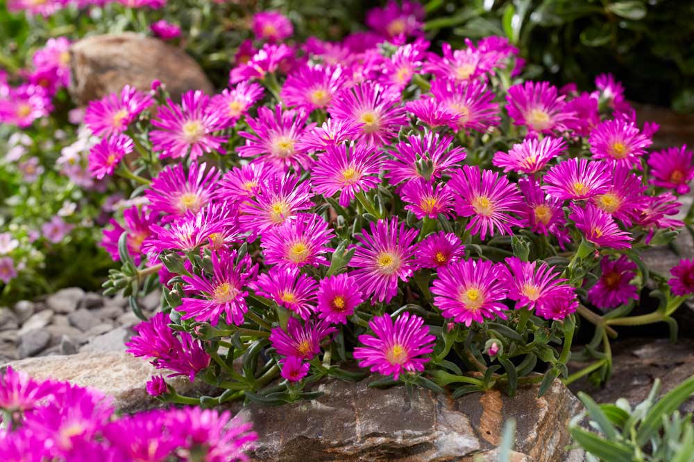 Violet Delosperma flower seeds