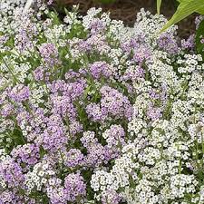 Violet Easter Bonnet Alyssum Flower Seeds for Planting