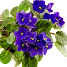 Violet Flowers Growing in Shaded Garden Border