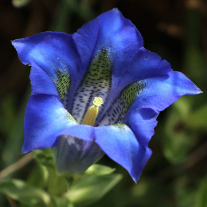 Violet Gentian flower seeds
