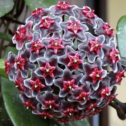 Violet Hoya flower seeds