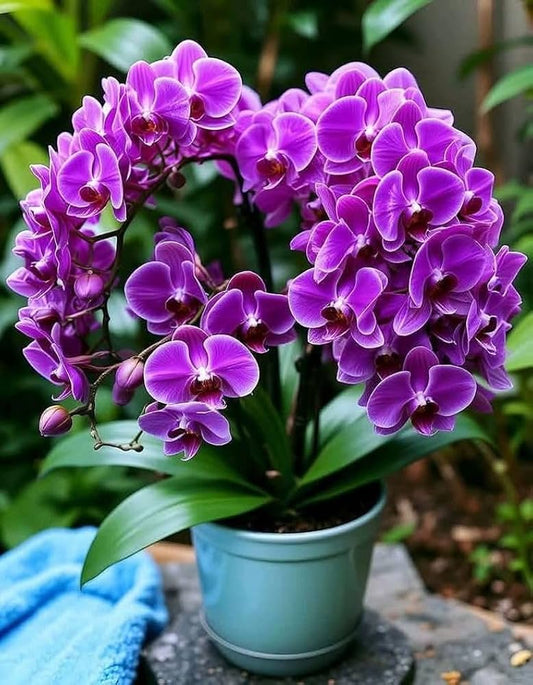 Violet Orchid flower seeds